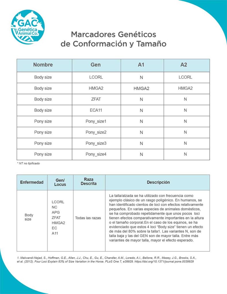Tamaño del caballo crillo colombiano