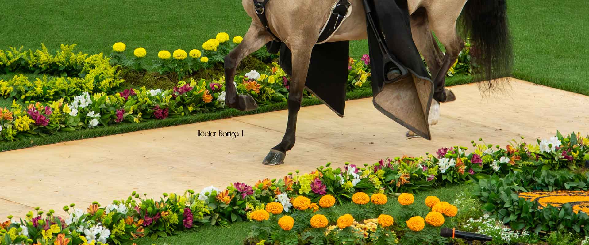 identificacion equinos