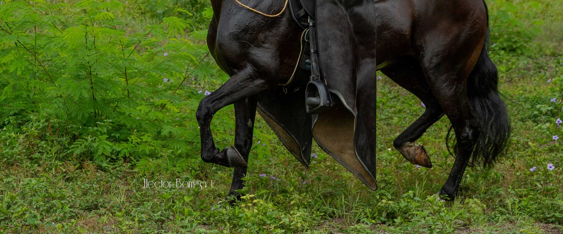 Panel genetico del movimiento