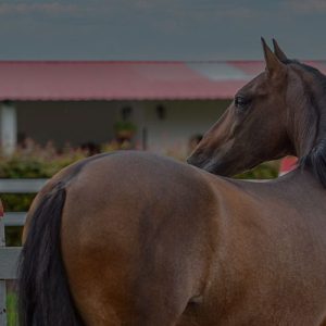 Identificación equinos
