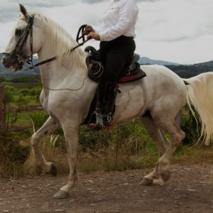 Caballo criollo colombiano