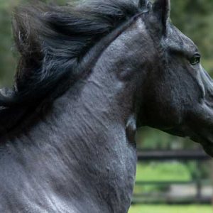 Salud y color en equinos