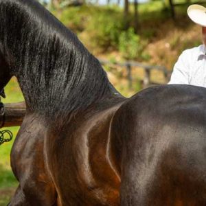Salud, color y tamaño en equinos