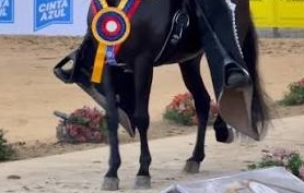 Panel movimiento (Paso fino)